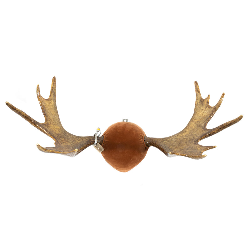 Antlered Moose Skull Plate