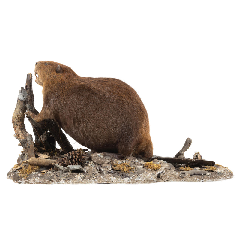 Beaver Full Mount on Faux Terrain Base