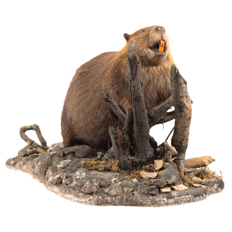 Beaver Full Mount on Faux Terrain Base