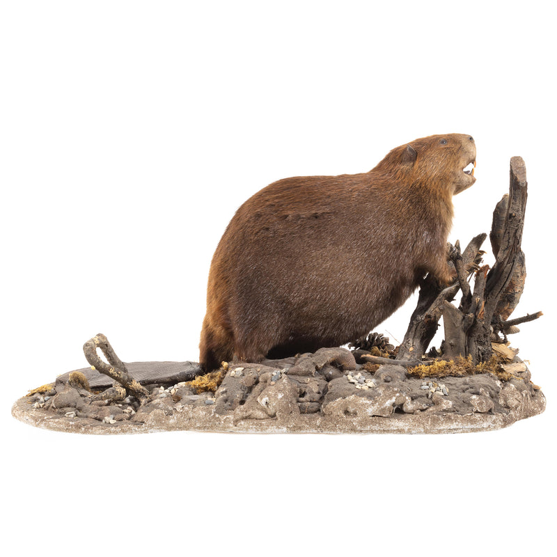 Beaver Full Mount on Faux Terrain Base