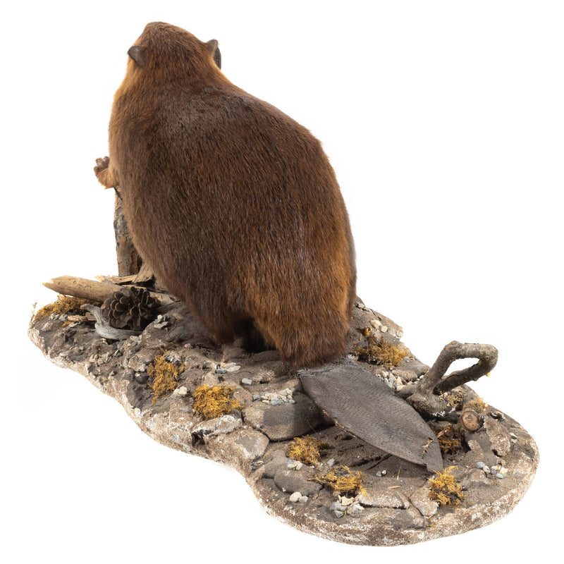 Beaver Full Mount on Faux Terrain Base