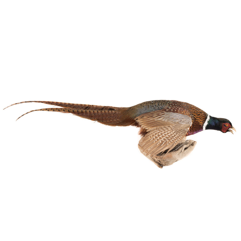 Flying Pheasant Wall Mount on Driftwood