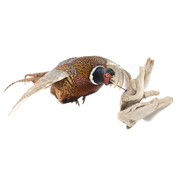 Flying Pheasant Wall Mount on Driftwood