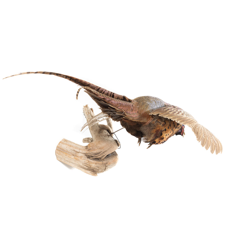 Flying Pheasant Wall Mount on Driftwood