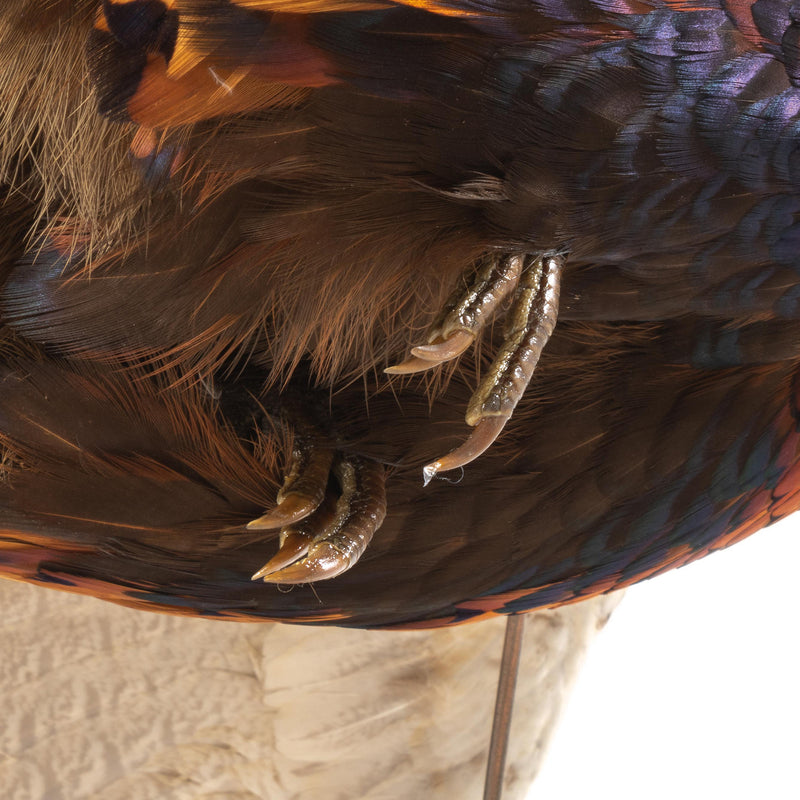 Flying Pheasant Wall Mount on Driftwood