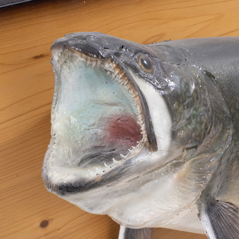 Mounted 27lb. Lake Trout from Great Slave Lake (As Is)