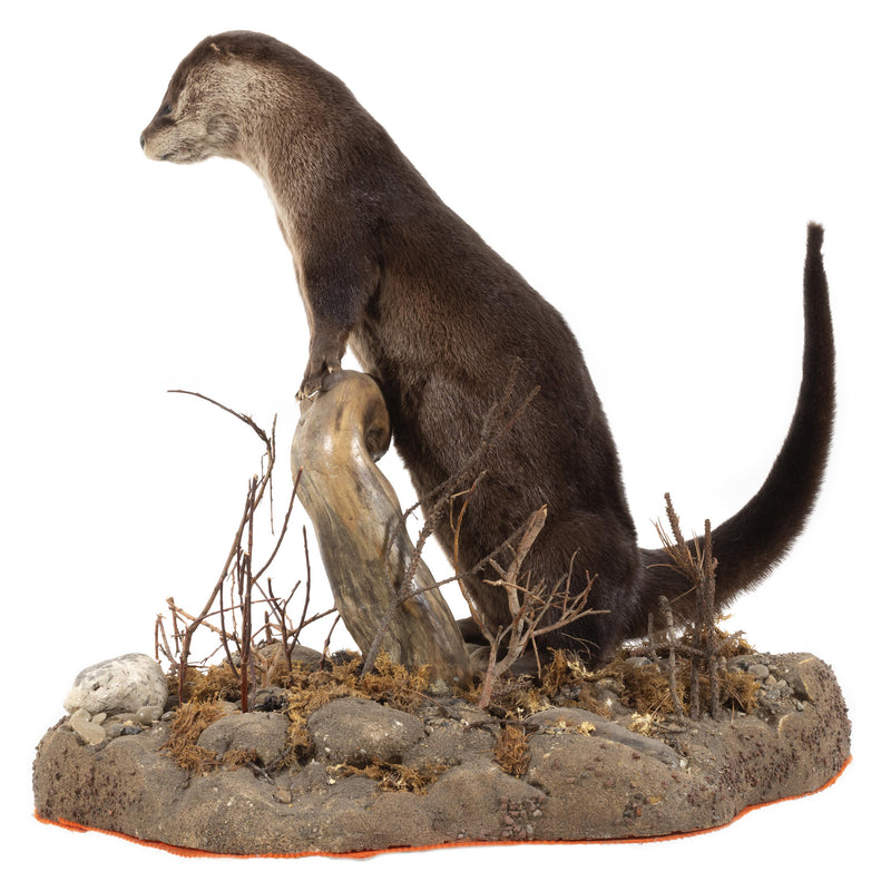 Otter Full Mount on Faux Terrain Bas