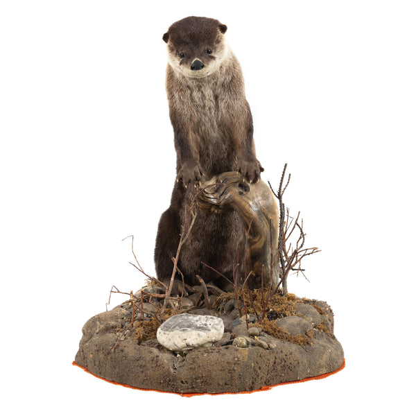 Otter Full Mount on Faux Terrain Bas