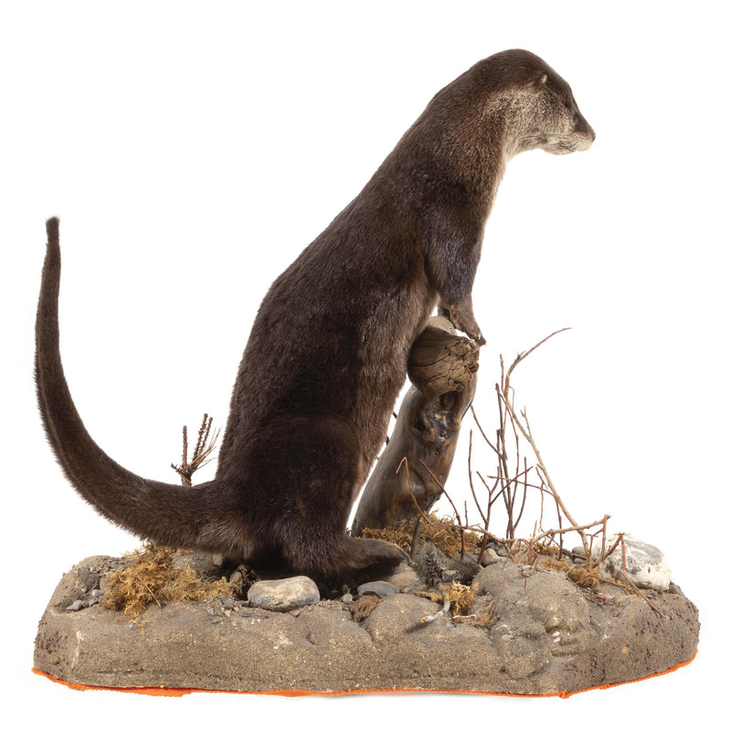 Otter Full Mount on Faux Terrain Bas