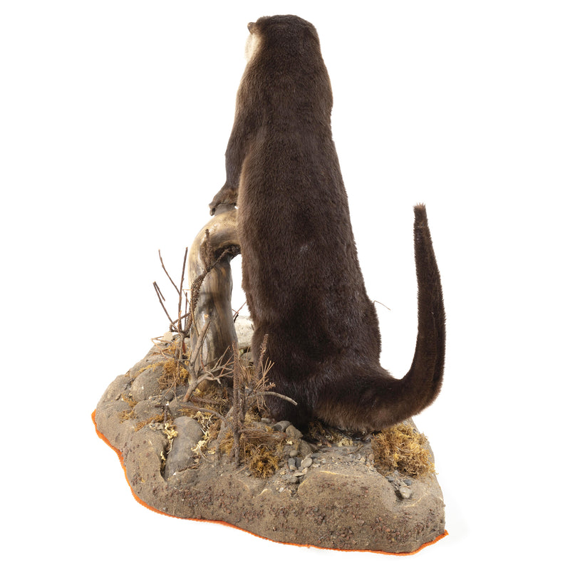 Otter Full Mount on Faux Terrain Bas