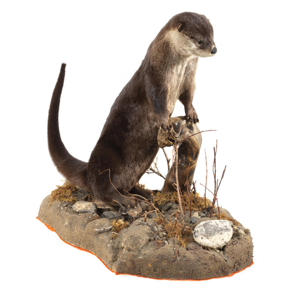 Otter Full Mount on Faux Terrain Bas