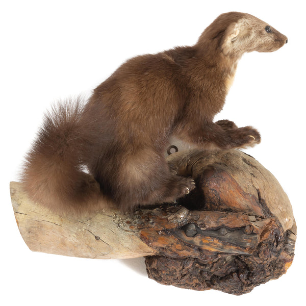 Pine Marten Wall Mount on Knotted Wood Base