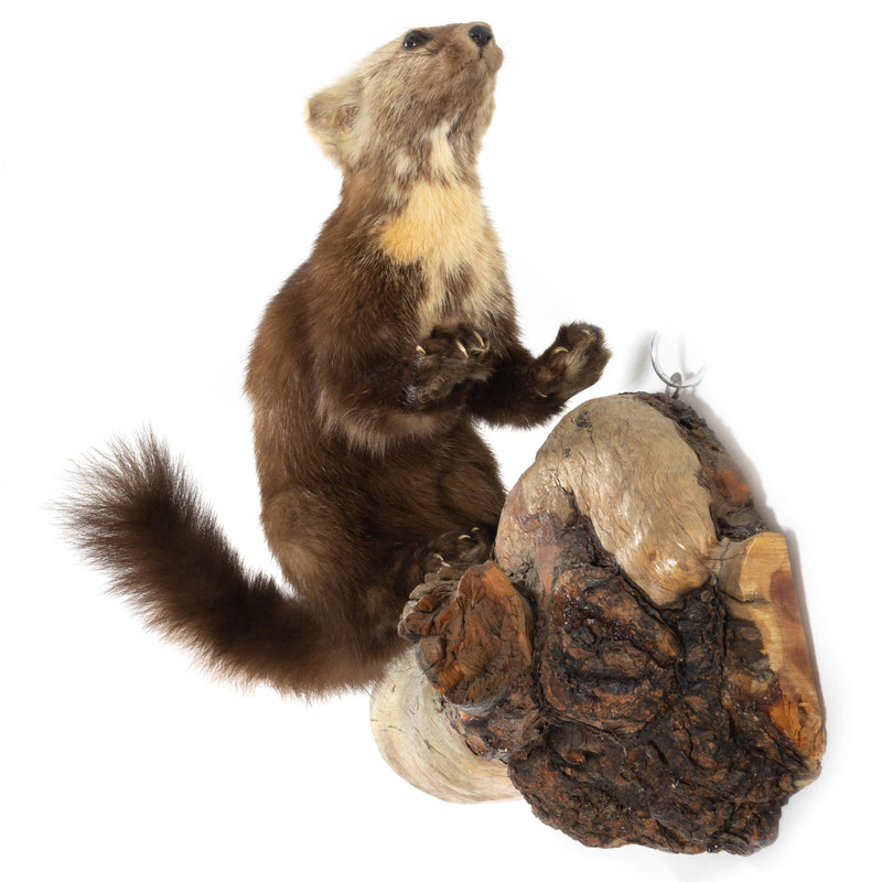 Pine Marten Wall Mount on Knotted Wood Base