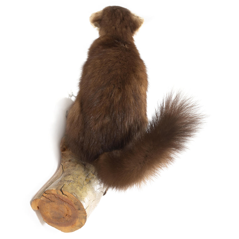 Pine Marten Wall Mount on Knotted Wood Base