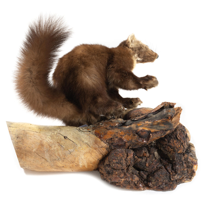 Pine Marten Wall Mount on Knotted Wood Base