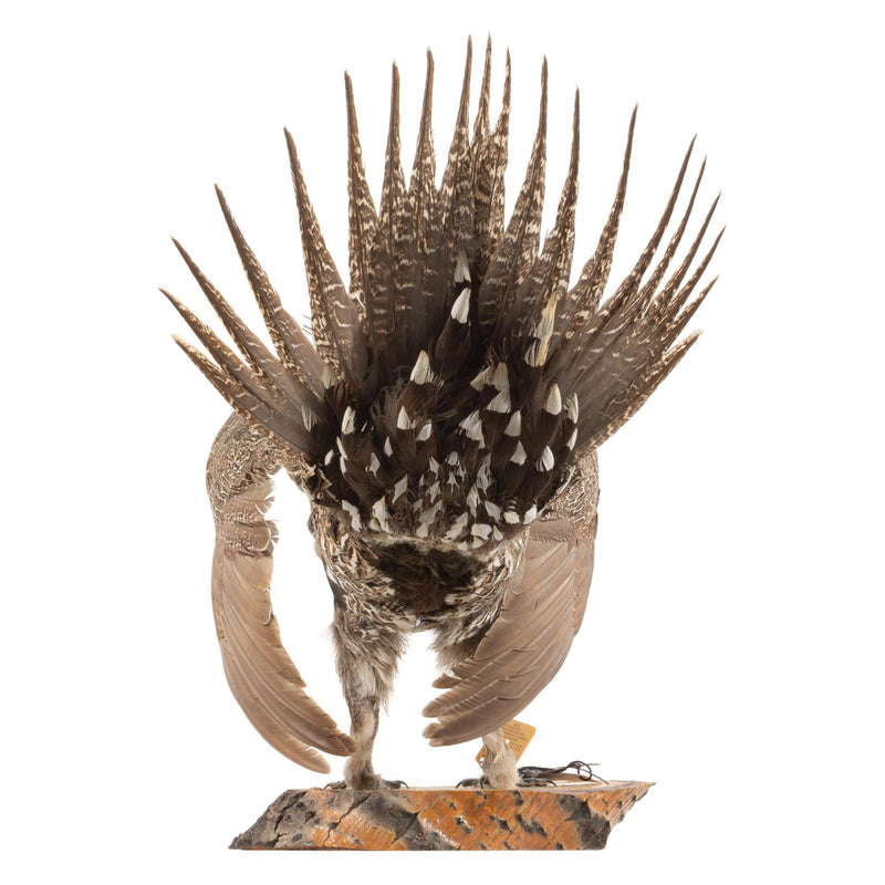 Sage Grouse Wall Mount in Mating Stance on Wood Base