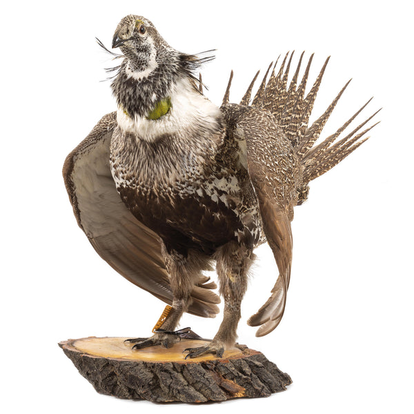 Sage Grouse Wall Mount in Mating Stance on Wood Base