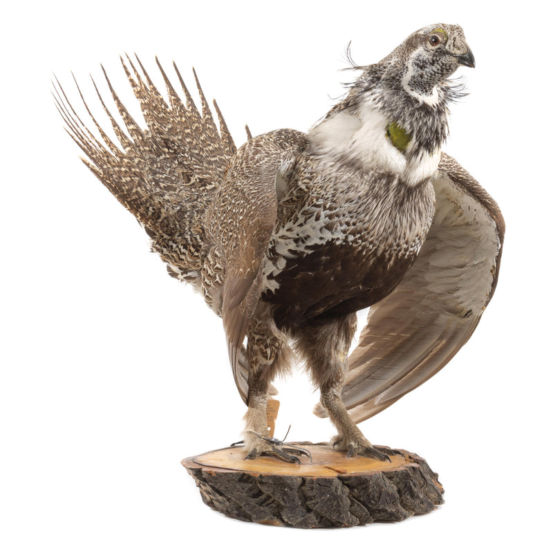 Sage Grouse Wall Mount in Mating Stance on Wood Base