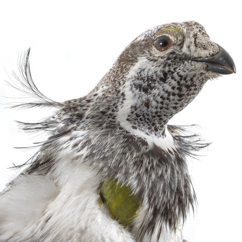 Sage Grouse Wall Mount in Mating Stance on Wood Base