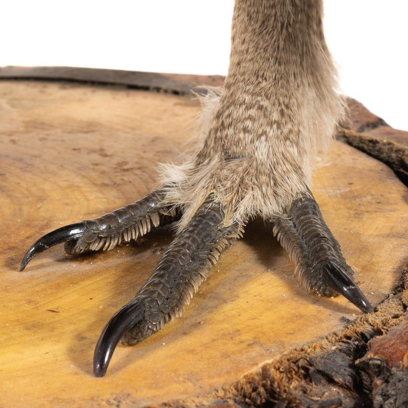 Sage Grouse Wall Mount in Mating Stance on Wood Base