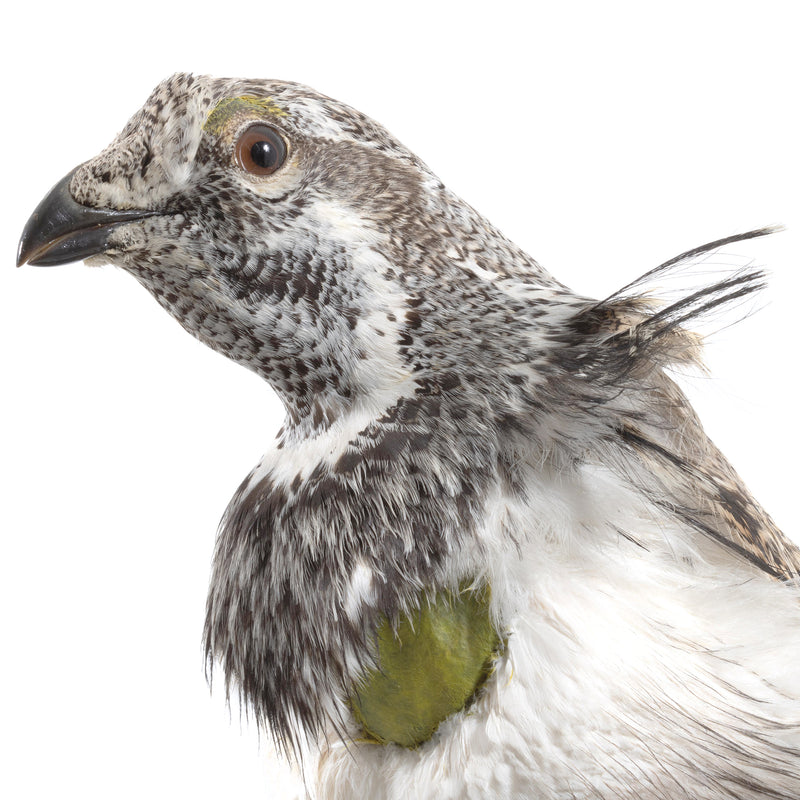 Sage Grouse Wall Mount in Mating Stance on Wood Base