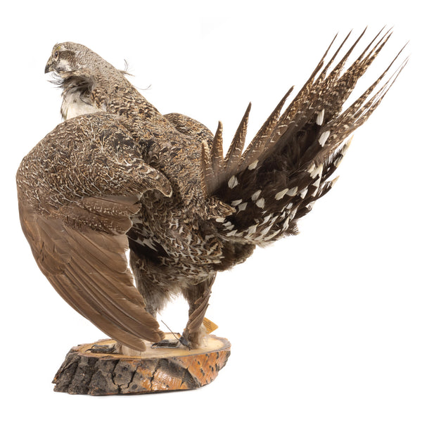 Sage Grouse Wall Mount in Mating Stance on Wood Base