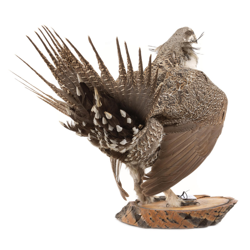 Sage Grouse Wall Mount in Mating Stance on Wood Base