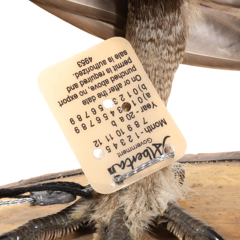 Sage Grouse Wall Mount in Mating Stance on Wood Base