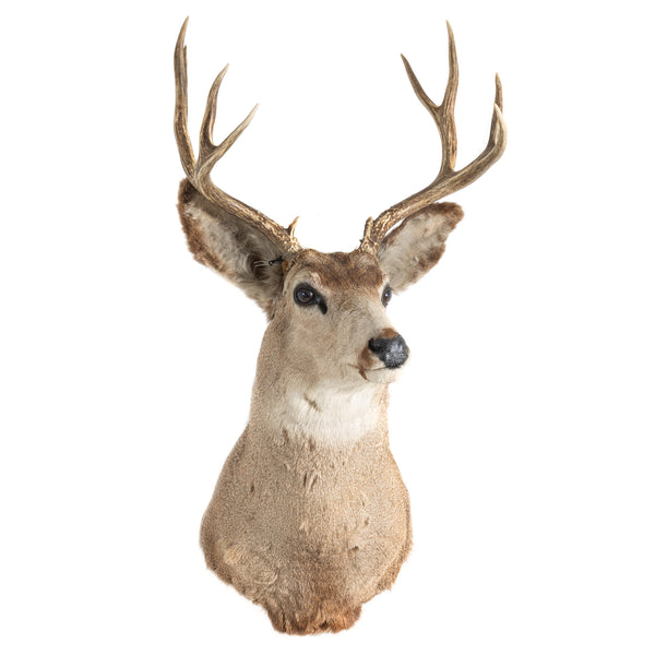 Slight Left Facing Mule Deer Shoulder Mount with 4x4 Rack