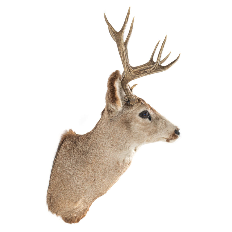 Slight Left Facing Mule Deer Shoulder Mount with 4x4 Rack