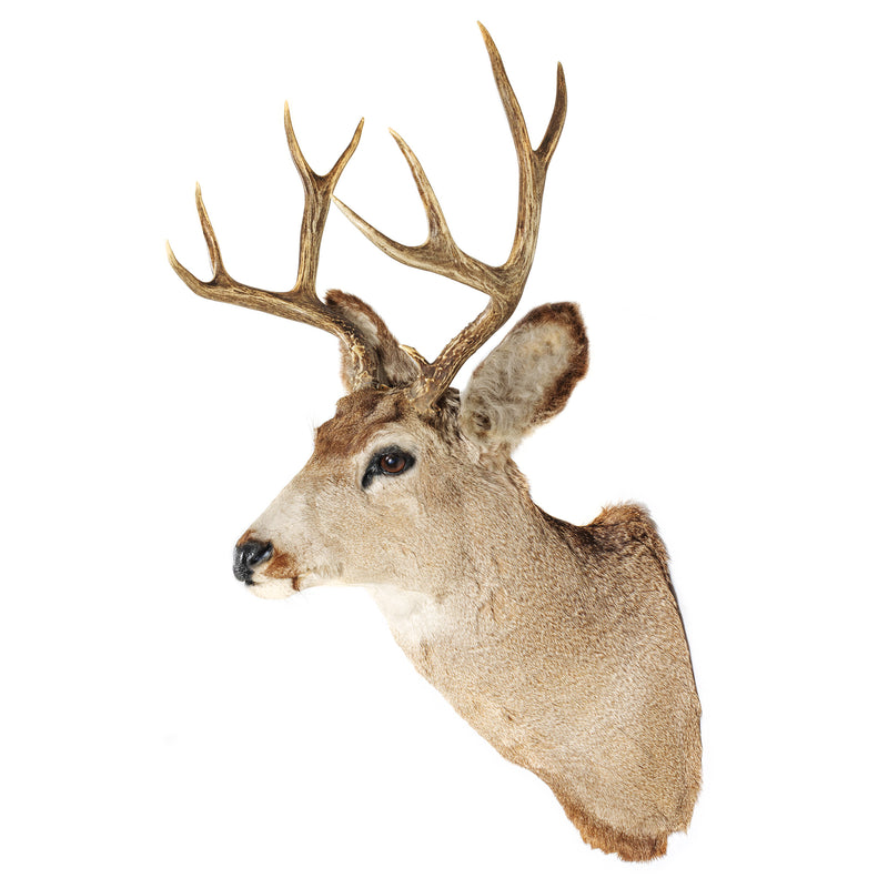 Slight Left Facing Mule Deer Shoulder Mount with 4x4 Rack