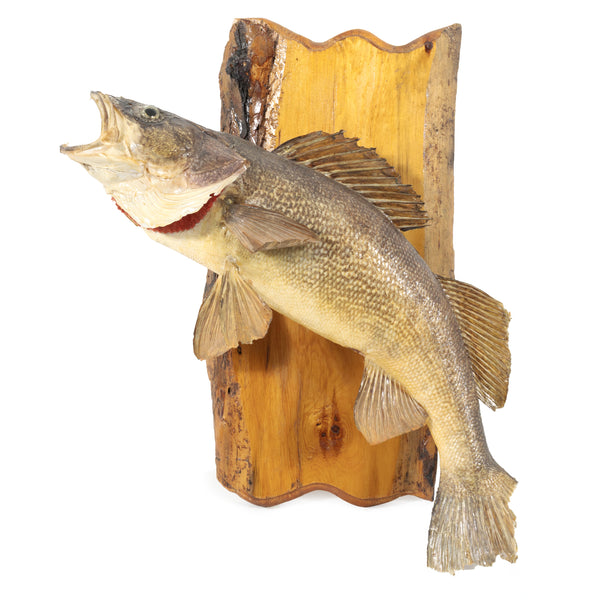 Wall Mounted Walleye/ Pickerel on Wood Backing Plaque (As Is)