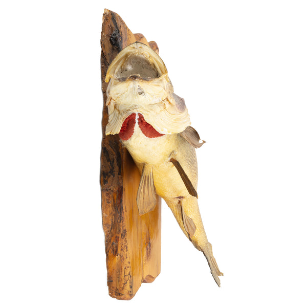 Wall Mounted Walleye/ Pickerel on Wood Backing Plaque (As Is)